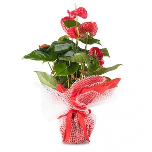 Mutluluk Kırmızısı Antoryum Çiçeği Mutluluk Kırmızısı Antoryum Çiçeği